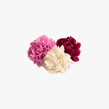 Dummy text for title Flower